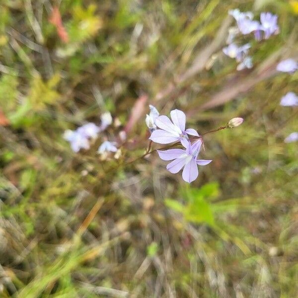 Lobelia kalmii Blodyn