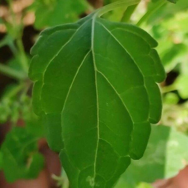 Basilicum polystachyon Leaf