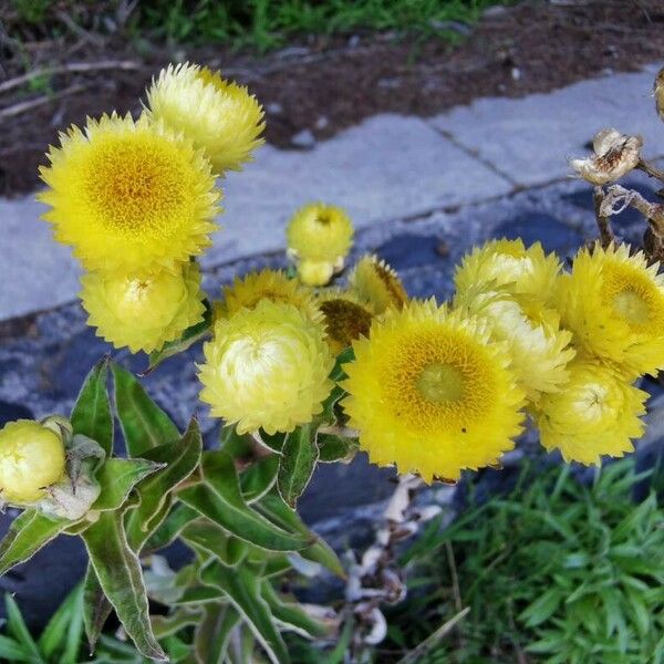 Helichrysum foetidum Kvet