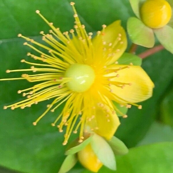 Hypericum androsaemum Flower