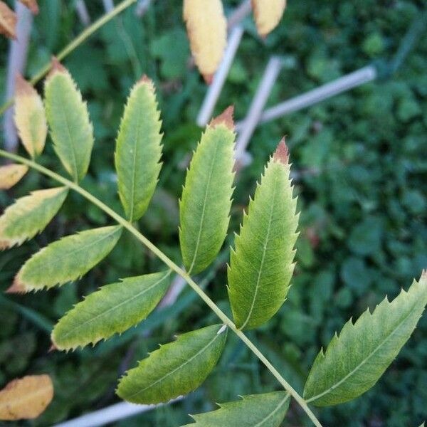 Xanthoceras sorbifolium Foglia