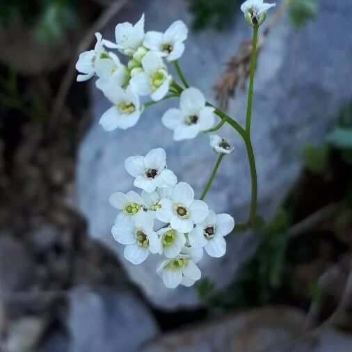 Kernera saxatilis Flower