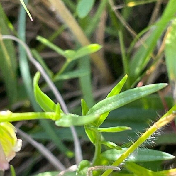 Polygala serpyllifolia Liść