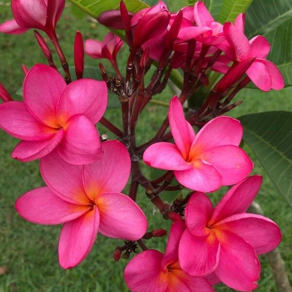 Plumeria rubra Цветок