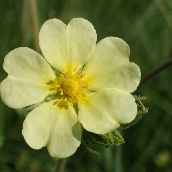 Potentilla recta Flower