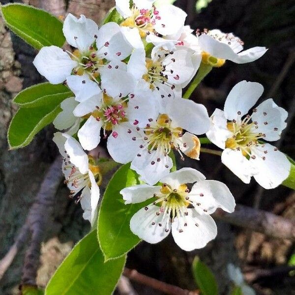 Pyrus communis Fiore