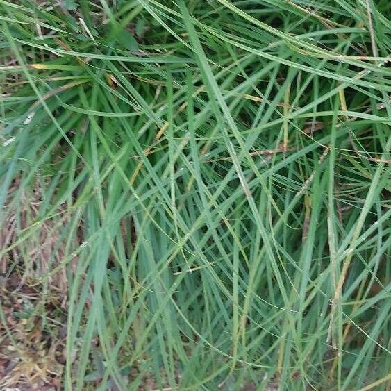 Carex divulsa Leaf