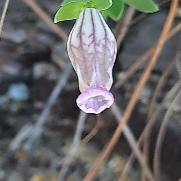 Silene behen Flors