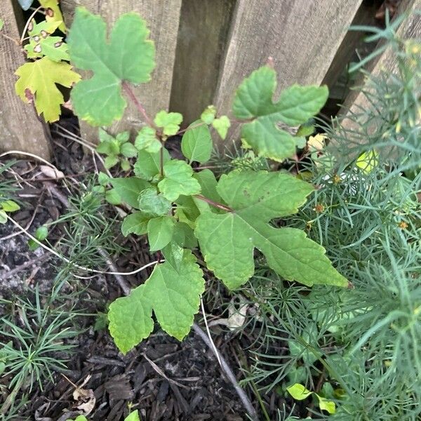 Vitis aestivalis Leaf