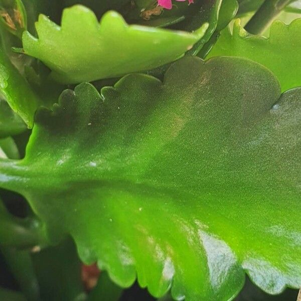 Kalanchoe crenata Blad