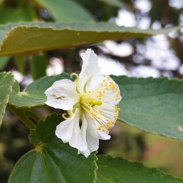 Muntingia calabura Flower