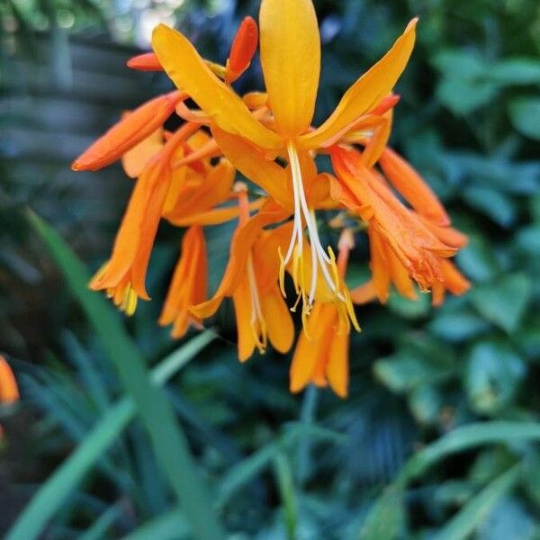 Crocosmia aurea Blüte