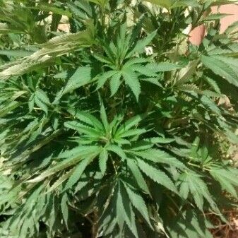 Cannabis sativa Celota