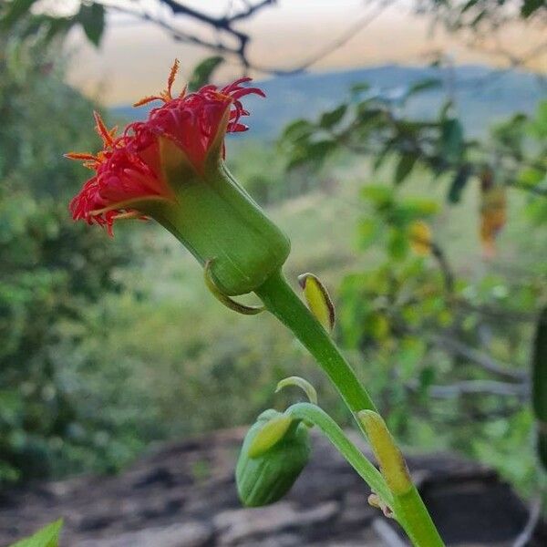 Kleinia abyssinica फूल
