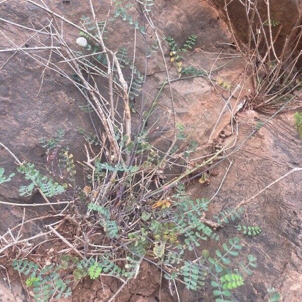 Coronilla viminalis برگ