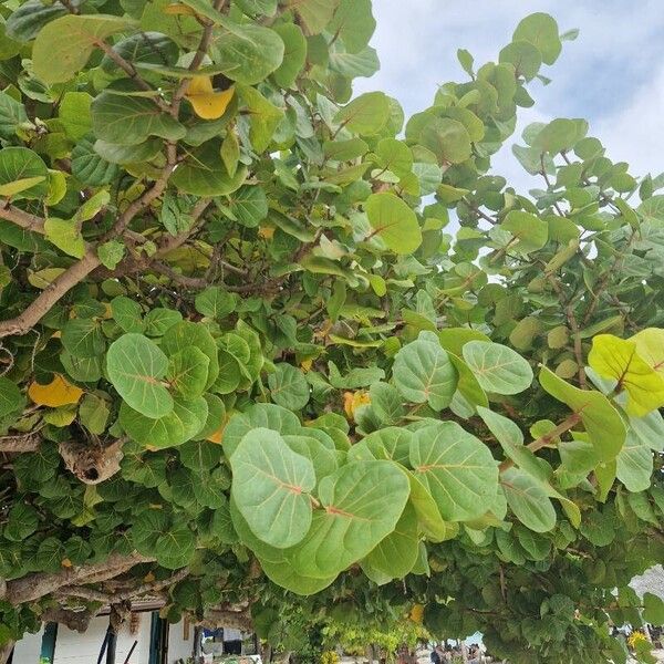 Coccoloba uvifera Blad