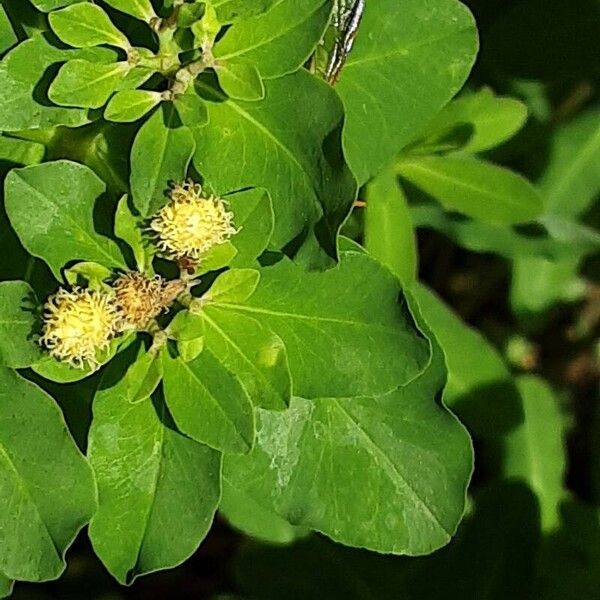 Euphorbia epithymoides Lorea