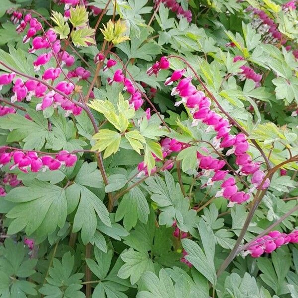 Lamprocapnos spectabilis অভ্যাস