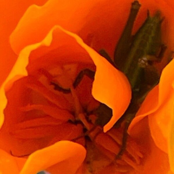 Eschscholzia californica Fleur