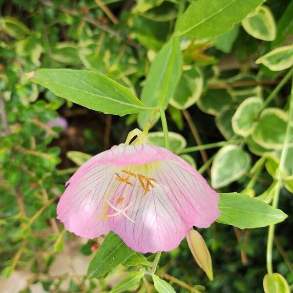 Oenothera speciosa Habitat