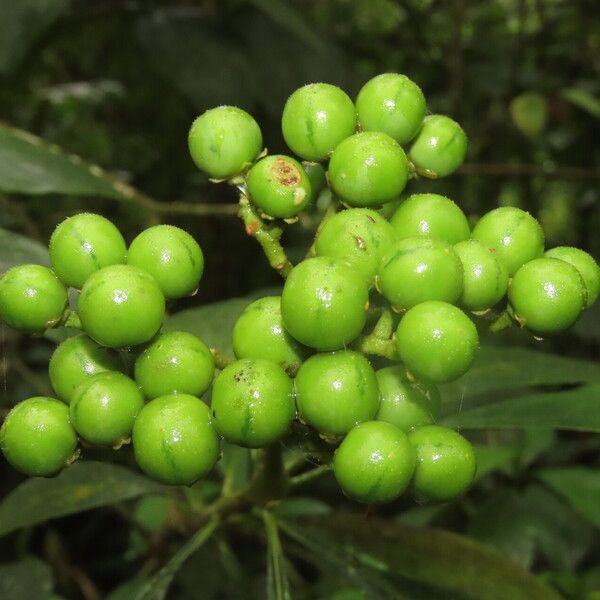 Solanum rugosum Fruit