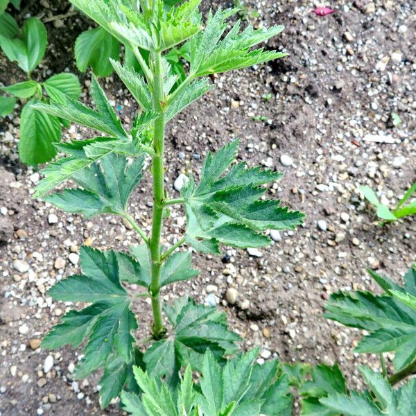 Althaea cannabina Лист