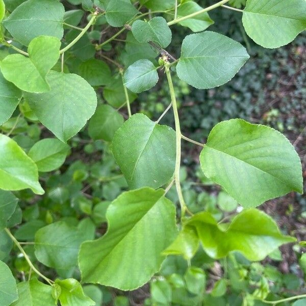 Prunus mahaleb Blad