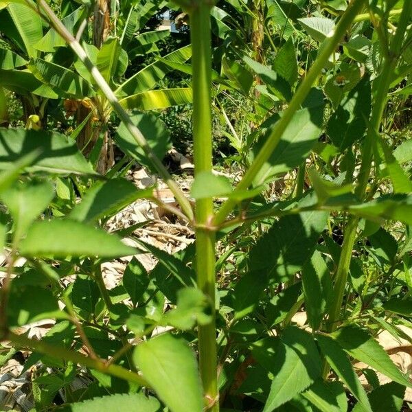 Bidens pilosa Kéreg