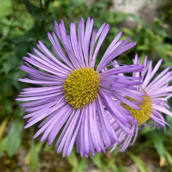 Aster amellus Flor