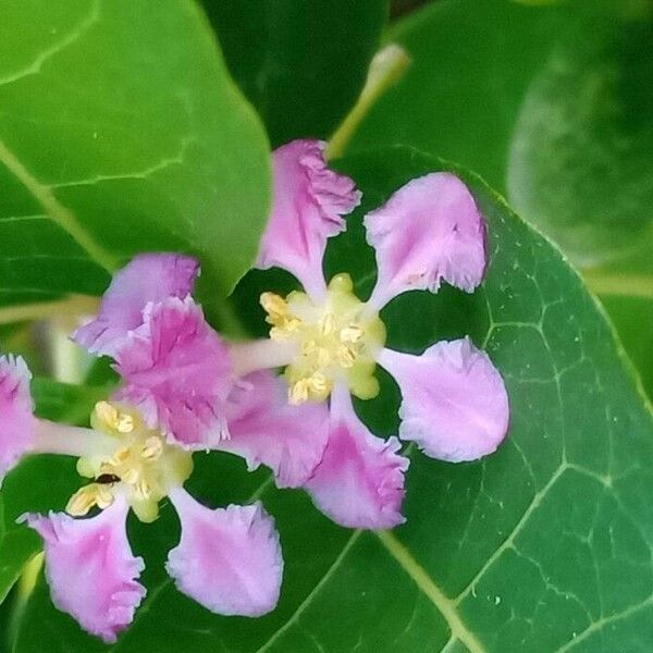 Malpighia glabra Blüte