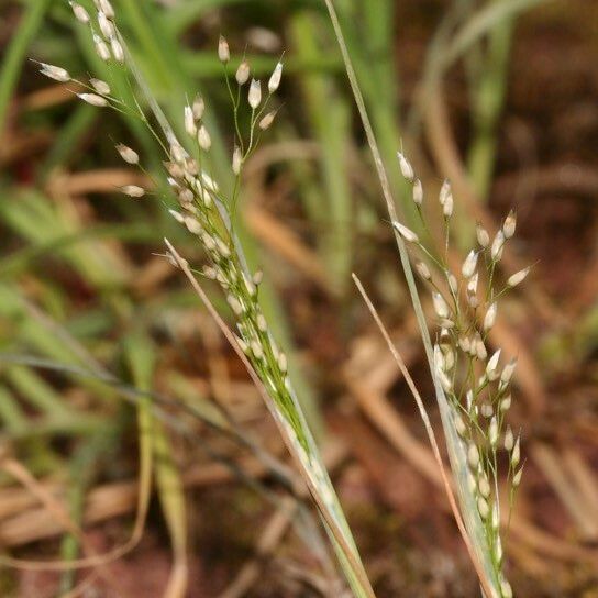 Aira cupaniana Habit