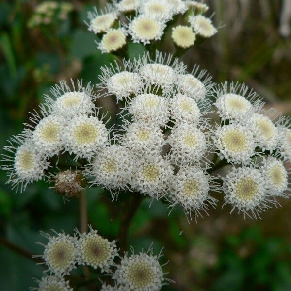 Ageratina adenophora പുഷ്പം