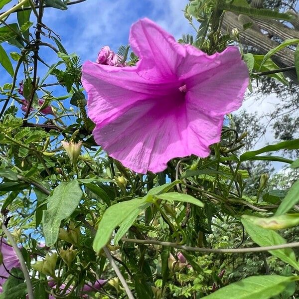 Ipomoea sagittata Floro