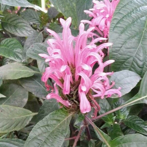 Justicia carnea പുഷ്പം