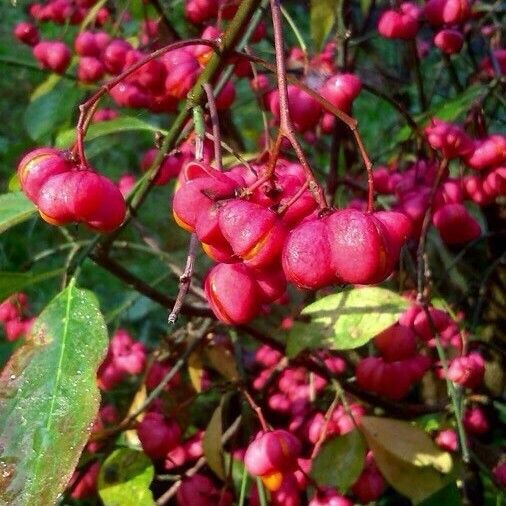 Euonymus europaeus Fruit