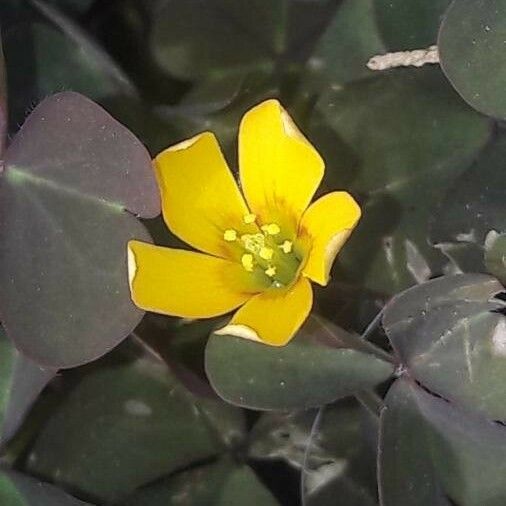 Oxalis corniculata Květ