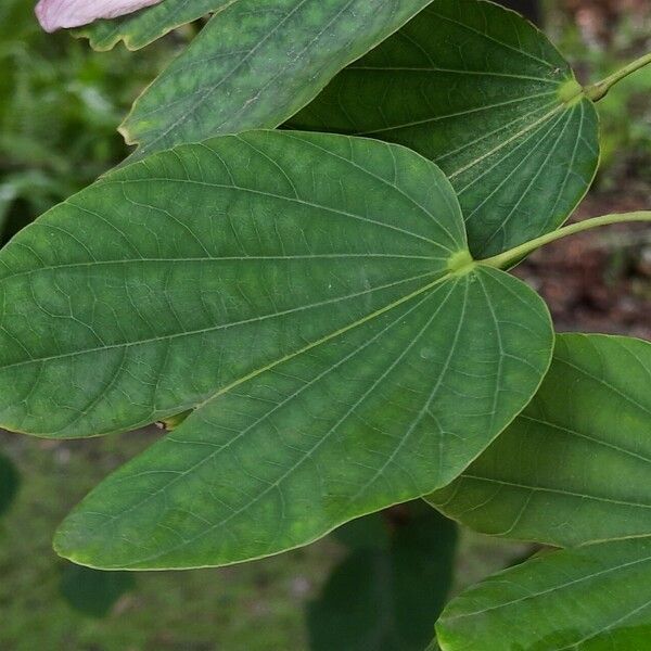 Bauhinia purpurea Deilen