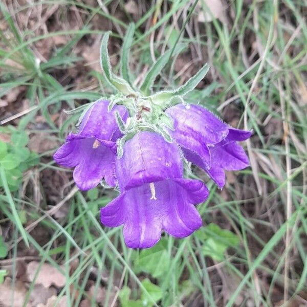 Campanula speciosa Květ