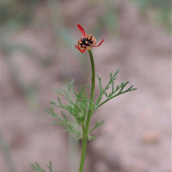 Adonis flammea Lorea