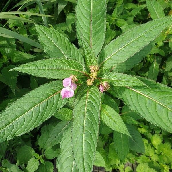 Impatiens glandulifera Kvet