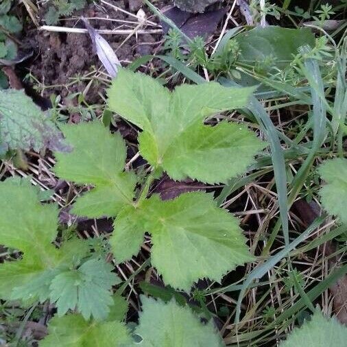 Heracleum sphondylium ഇല