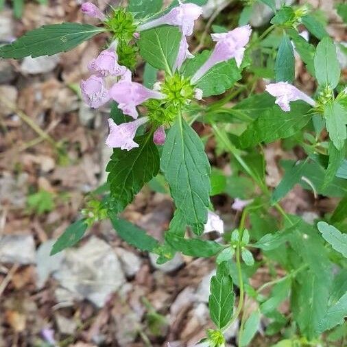 Galeopsis ladanum Flower