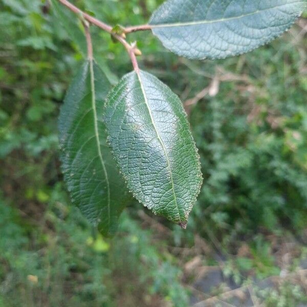 Salix myrsinifolia Hoja