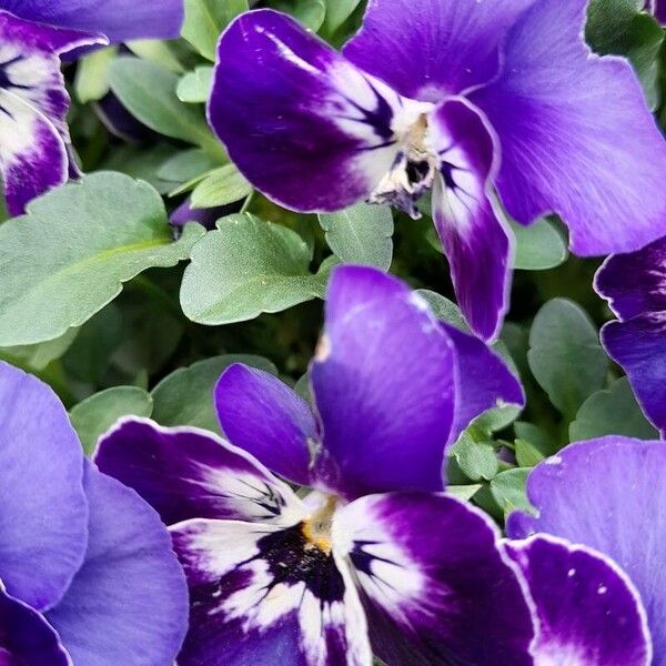 Viola × wittrockiana Blüte