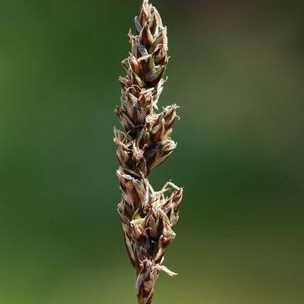 Carex diandra Vrucht