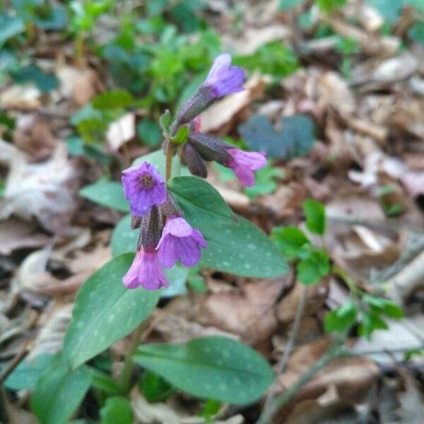 Pulmonaria officinalis Flower