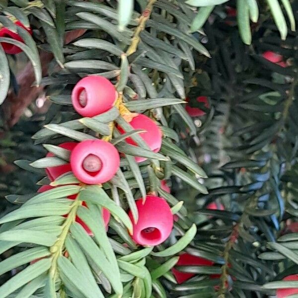 Taxus brevifolia Frucht