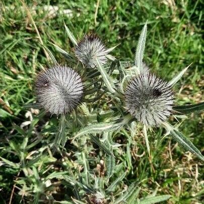 Cirsium eriophorum Vekstform