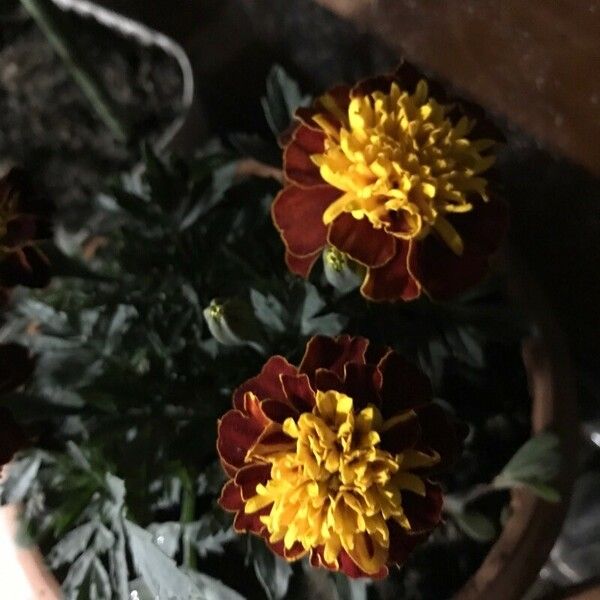 Tagetes patula Çiçek