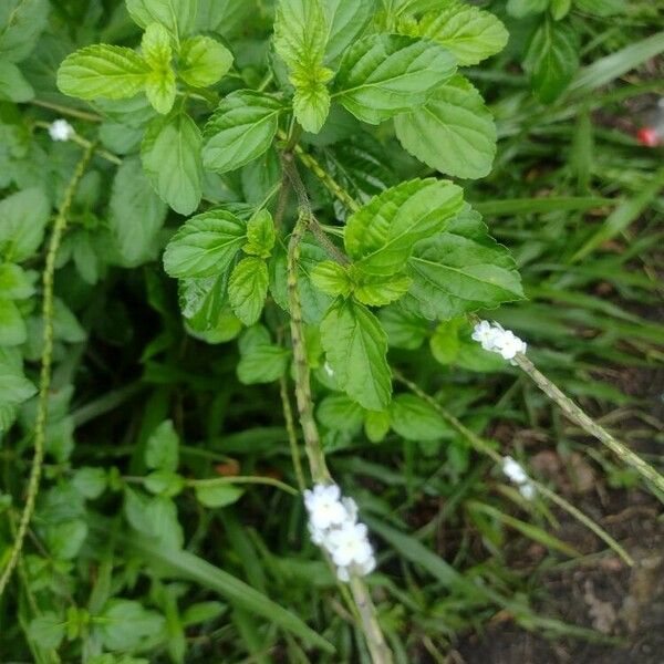 Stachytarpheta cayennensis Fulla